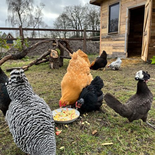 over-ons-bb-bbdebeekhoek3